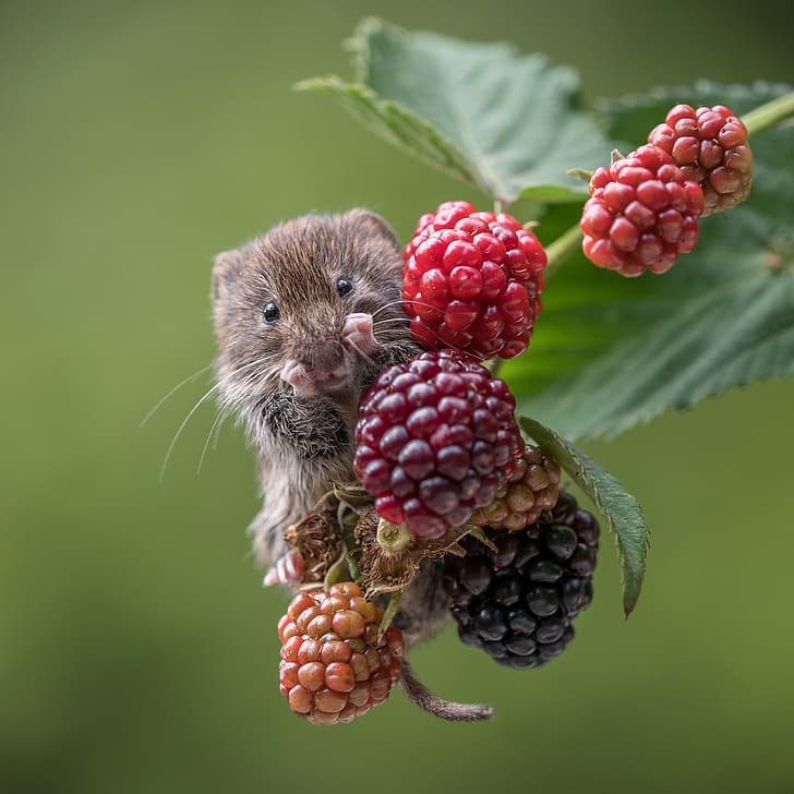 berries, raspberry, background, branch, rodent, Bank vole, HD wallpaper
