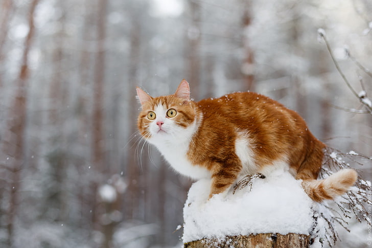 brown and white tabby cat, winter, snow, animals, cat, HD wallpaper