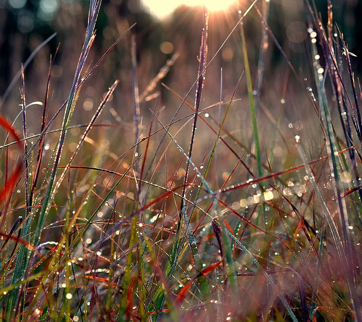 หญ้า, วอลล์เปเปอร์ HD