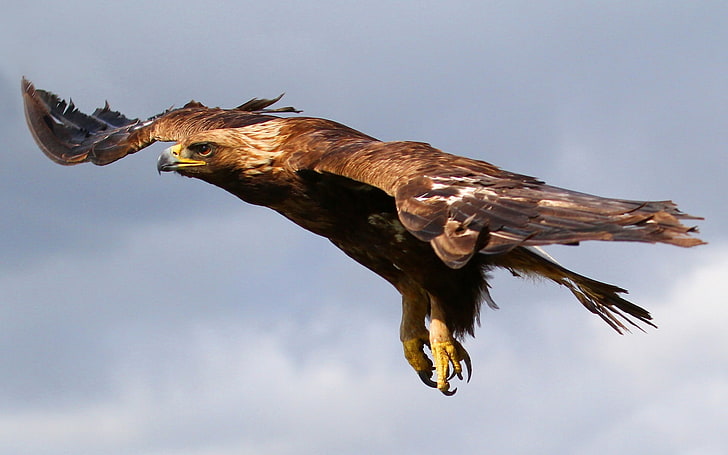 brown hawk animal, eagle, flying, sky, predator, bird, HD wallpaper