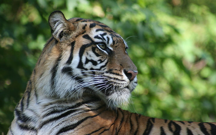 brauner, weißer und schwarzer Tiger, Tiger, Schnauze, Profil, Raubtier, große Katze, HD-Hintergrundbild