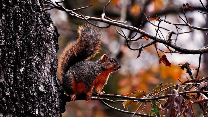 Red squirrel on the tree, Red, Squirrel, Tree, HD wallpaper