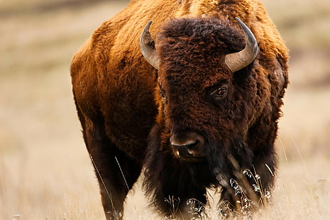 bisonte, búfalo americano, HD papel de parede HD wallpaper
