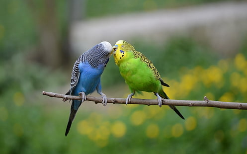 dua budgerigars biru dan hijau, alam, burung, burung beo, Wallpaper HD HD wallpaper