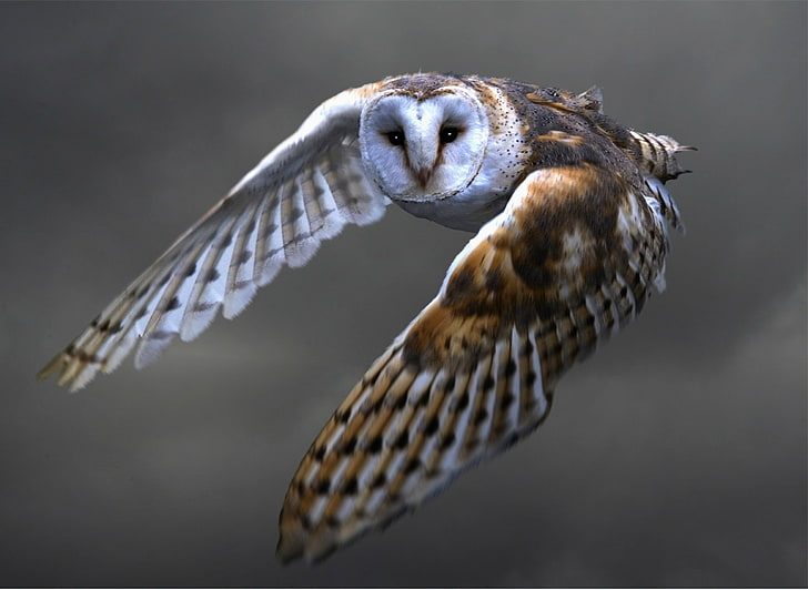 brown and white owl, look, flight, owl, wings, feathers, Bird, stroke, the barn owl, HD wallpaper