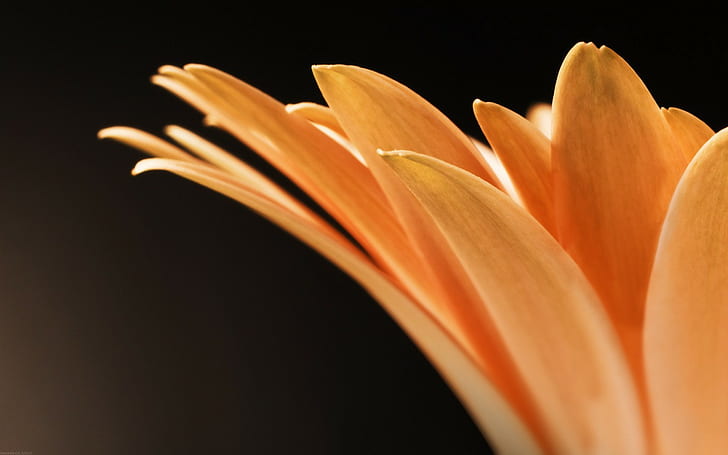 orange Blumen, Blumen, Makro, Pflanzen, orange, HD-Hintergrundbild
