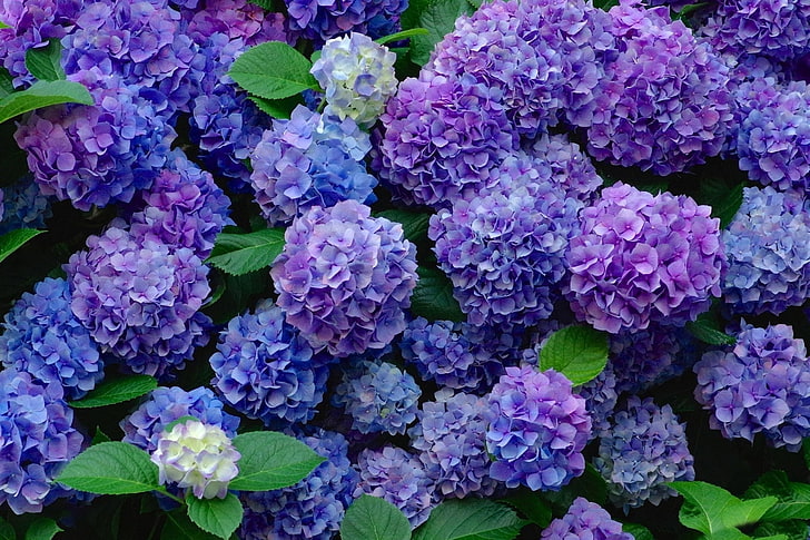 Flowers, Hydrangea, Blue Flower, Earth, Flower, Purple Flower, HD wallpaper
