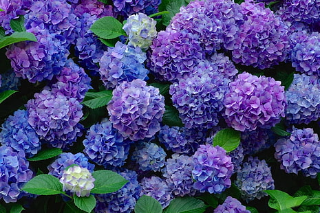 Blommor, hortensia, blå blomma, jord, blomma, lila blomma, HD tapet HD wallpaper
