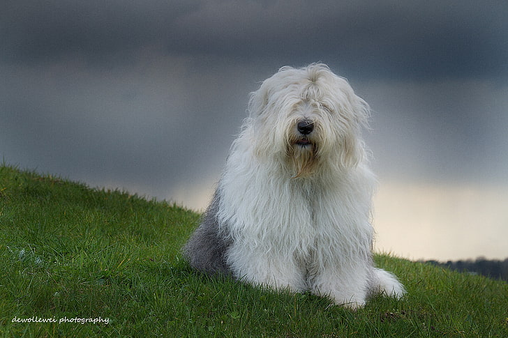 възрастни бяло и синьо староанглийско овчарско куче, староанглийско овчарско куче, бобтейл, природа, трева, куче, HD тапет
