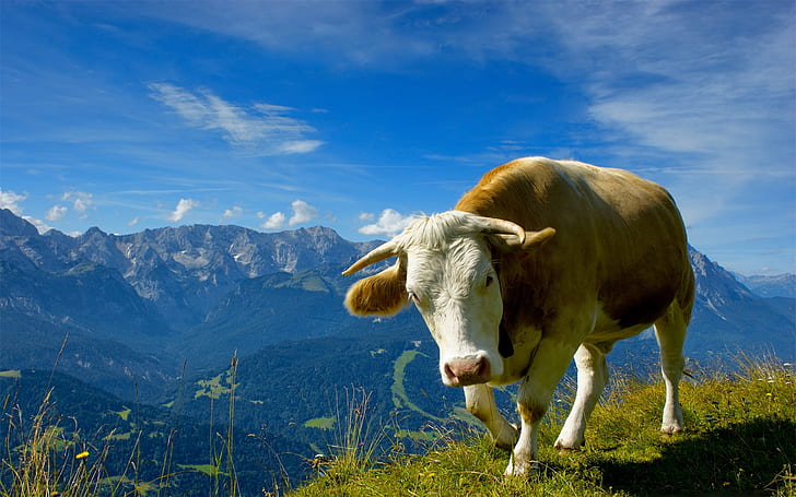 Самотна крава, кафяв и бял бик, планини, крава, HD тапет