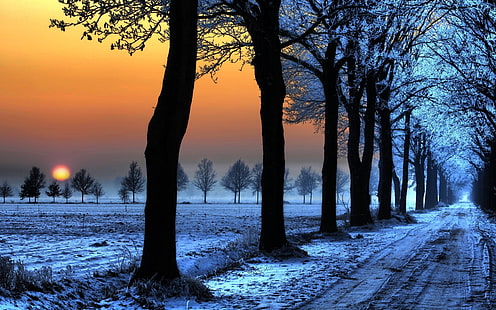 tunnel di albero a foglie bianche, lotto di alberi neri, tramonto, alberi, neve, paesaggio, strada, strada sterrata, inverno, sole, natura, Sfondo HD HD wallpaper