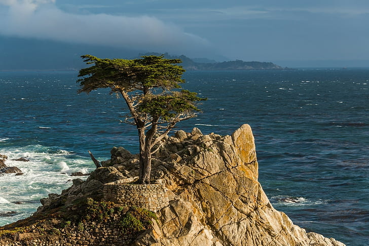 Samotny cyprys, Półwysep Monterey, Kalifornia, Pacyfik, Monterey, Cyprys, Drzewo, Skała, Wybrzeże Pacyfiku, Tapety HD