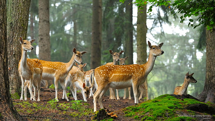 Fallow Deer, Lower Saxony, Germany, Animals, HD wallpaper