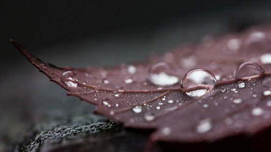 leaf, water, dark, drops, rain drops, autumn, close, photography, photograph, HD wallpaper HD wallpaper