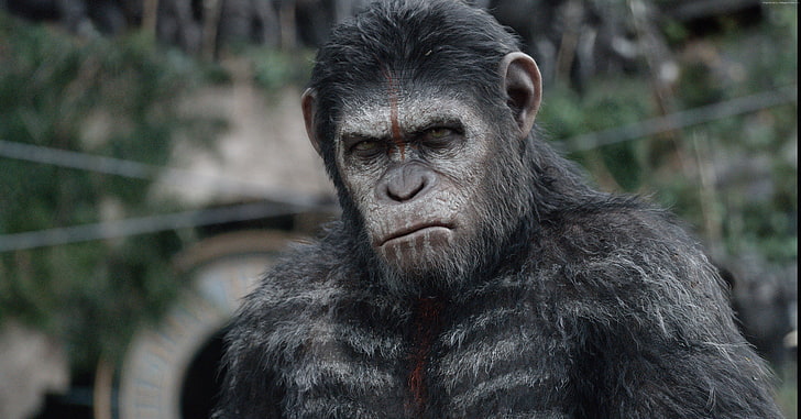 Guerra por el planeta de los simios, 4k, 5k, Fondo de pantalla HD