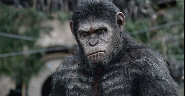 War for the Planet of the Apes, 4k, 5k, วอลล์เปเปอร์ HD HD wallpaper