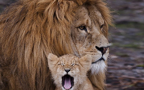 male lion and cub, lion, cub, cry, mane, caring, family, HD wallpaper HD wallpaper