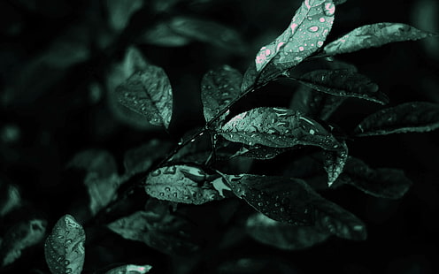 fotografia, makro, liście, rośliny, krople wody, Tapety HD HD wallpaper