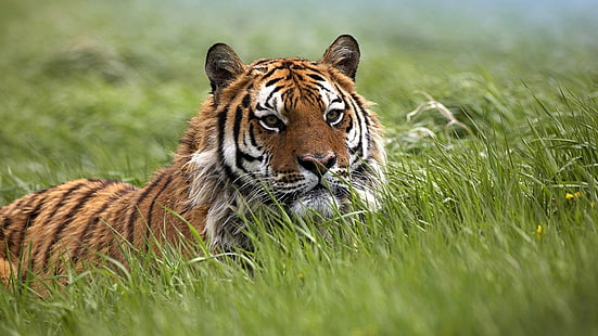 orange, white, and black tiger, animals, nature, tiger, HD wallpaper HD wallpaper