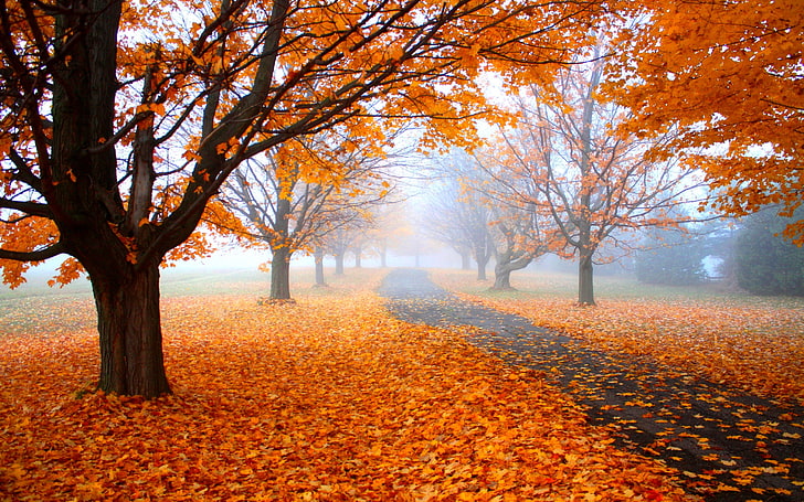 nature, landscape, morning, mist, fall, road, trees, orange, leaves, path, daylight, park, HD wallpaper