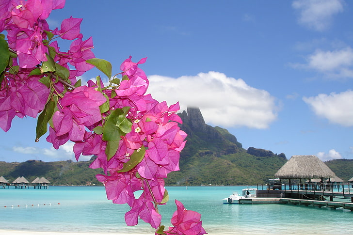 pink bougainvillea, sea, flower, summer, shore, house, HD wallpaper