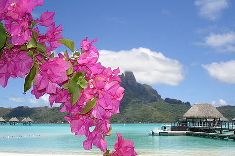 розовая бугенвиллия, море, цветок, лето, берег, дом, HD обои HD wallpaper