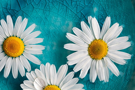 Natur, Blumen, Makro, Gänseblümchen, Cyan, Türkis, Gelb, HD-Hintergrundbild HD wallpaper