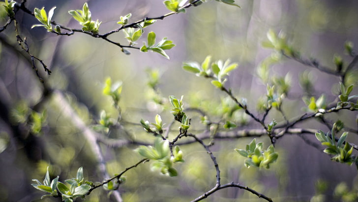 grüne Blattpflanze, Natur, Zweige, Blätter, Schärfentiefe, Niederlassung, HD-Hintergrundbild