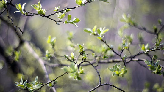 grüne Blattpflanze, Natur, Zweige, Blätter, Schärfentiefe, Niederlassung, HD-Hintergrundbild HD wallpaper