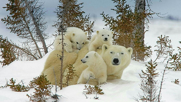 bears, polar bear, bear, family, mammal, snow, tree, terrestrial animal, arctic, winter, cuteness, HD wallpaper