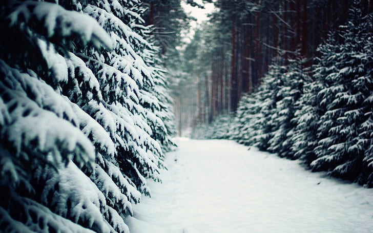 Winter, Snow, Trees, Forest, Path, winter, snow, trees, forest, path, HD wallpaper