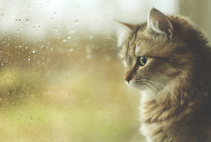 autumn, cat, drops, kitty, rain, window, Kote, HD wallpaper