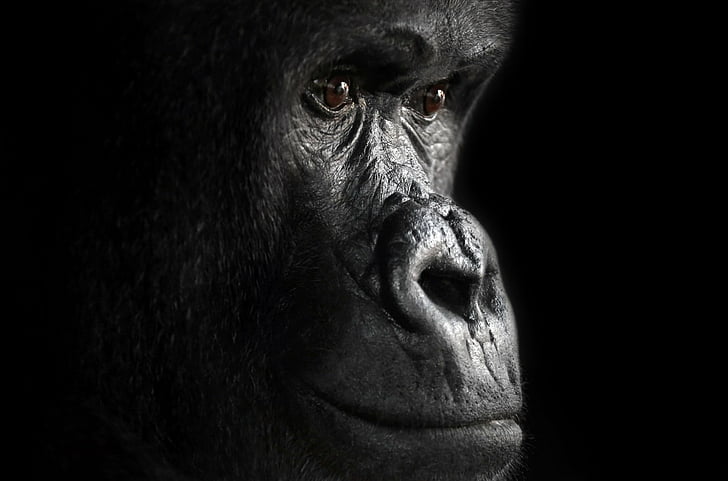 Monyet, Gorila, Kera, Close-Up, Monyet, Primata, Margasatwa, Wallpaper HD