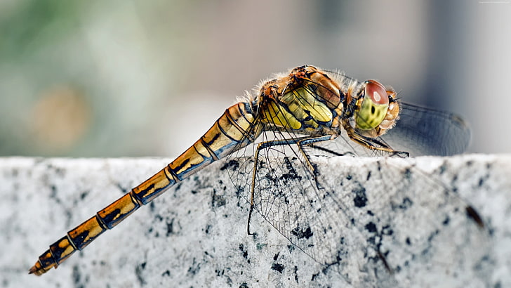 wings, nature, Dragonfly, macro insects photography, insects, HD wallpaper
