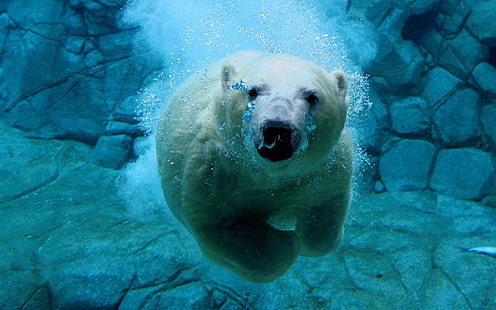 Полярната мечка плува под вода HD тапети, HD тапет HD wallpaper