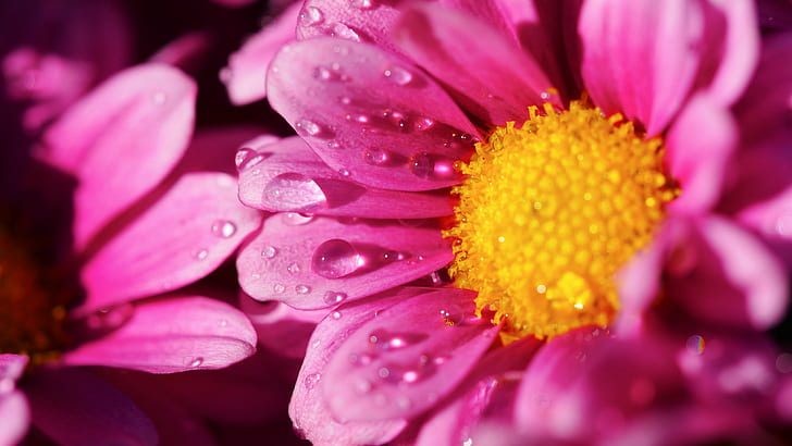 التصوير المغلق لندى الماء على زهرة البتلة الوردية ، الطبيعة ، النبات ، الزهرة ، البتلة ، الصورة المقربة ، الصيف ، النضارة ، الجمال في الطبيعة ، الماكرو، خلفية HD