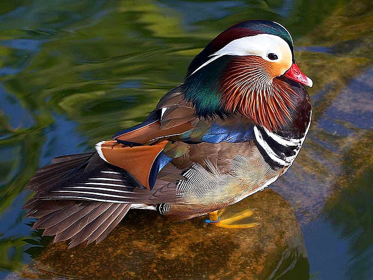 bird, close up, colorful, feathers, male, mandarin duck, nature, outdoors, plumage, water, water fowl, wildlife, HD wallpaper