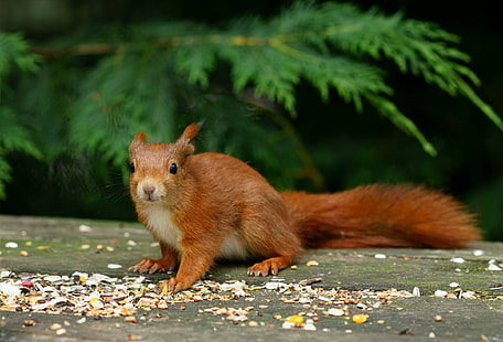 갈색 나무 표면에 붉은 다람쥐, 붉은 다람쥐, 표면, 영국 야생 동물 센터, Newchapel Surrey, 붉은 다람쥐, Sciurus vulgaris, 트리밍, 다람쥐, 설치류, 동물, 포유 동물, 귀여운, 자연, 야생 동물, 갈색, 작은, 옥외, 모피, HD 배경 화면 HD wallpaper