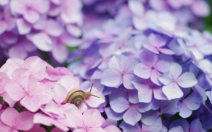 brązowo-czarny ślimak i różowo-fioletowe kwiaty hortensji, ślimak, kwiaty, muszla, Tapety HD