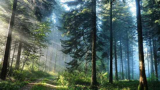 Густой лес - HD обои высокого качества, HD обои HD wallpaper