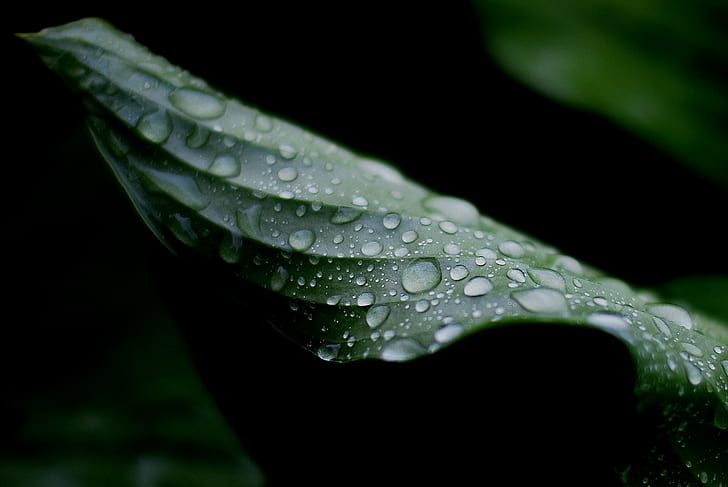 緑の葉に水滴、雨！水、水滴、緑の葉、グーテ、オー、葉、草の緑、セゾン、季節、水滴、自然、葉、ドロップ、露、緑色、植物、ウェット、マクロ、クローズアップ、雨滴、鮮度、水、 雨、 HDデスクトップの壁紙