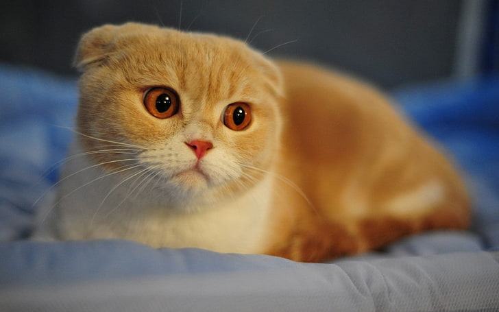 kucing oranye, lipatan Skotlandia, kucing, berkembang biak, makro, wajah, hidung, mata, telinga, Wallpaper HD