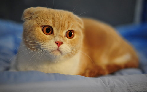 kucing oranye, lipatan Skotlandia, kucing, berkembang biak, makro, wajah, hidung, mata, telinga, Wallpaper HD HD wallpaper