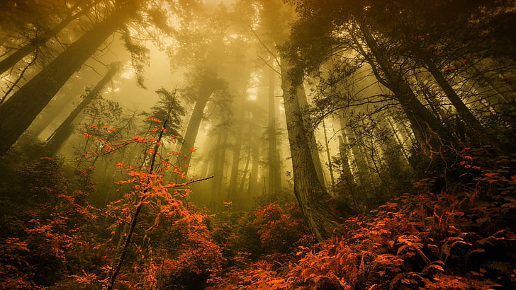 pohon hijau, foto sudut rendah hutan, alam, hutan, musim gugur, pemandangan, pohon, kabut, pagi, Wallpaper HD