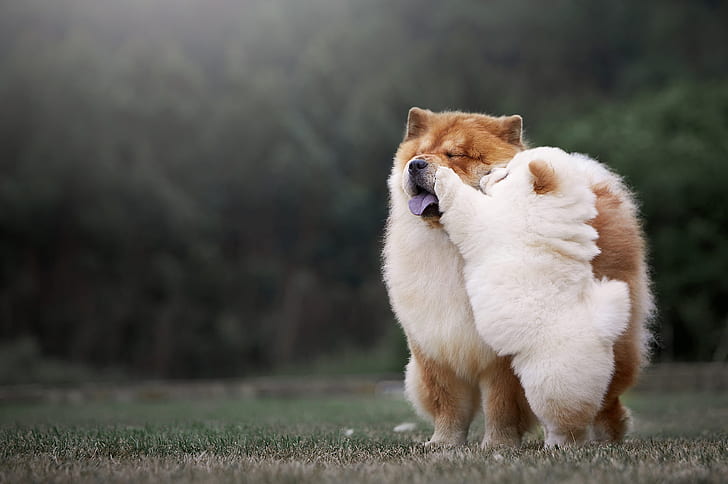 Dogs, Chow Chow, Baby Animal, Dog, Pet, HD wallpaper