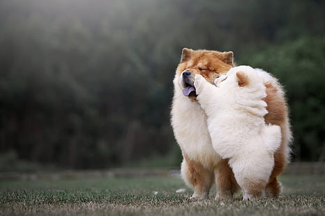 Psy, Chow Chow, Baby Animal, Dog, Pet, Tapety HD HD wallpaper