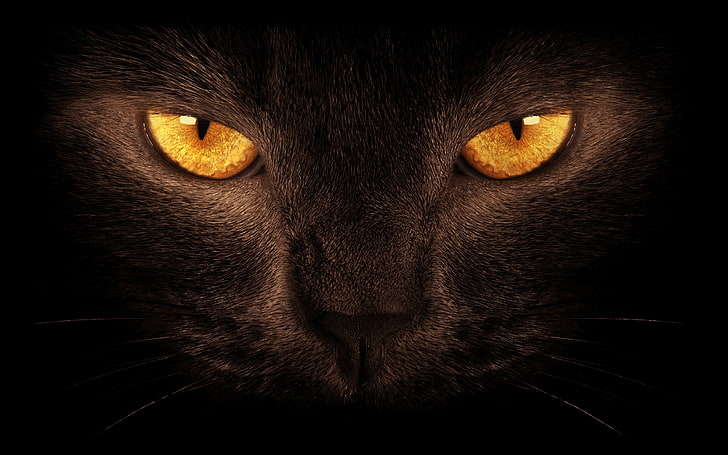 black cat, eyes, cat, black, the dark background, HD wallpaper
