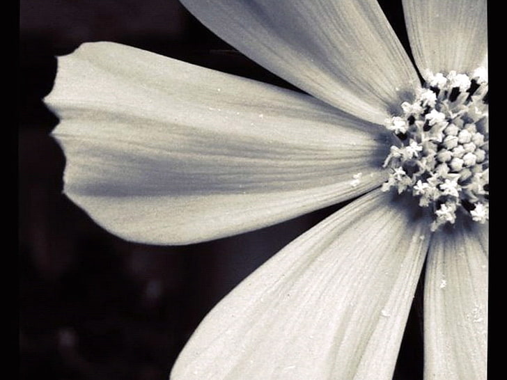 bunga, closeup, Wallpaper HD