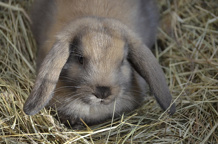 коричневый кролик, карликовый кролик, кролик, пух, уши, сено, HD обои