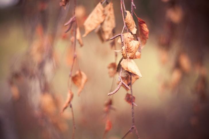 getrocknete Blätter, Natur, Ast, Blätter, Herbst, Makro, Schärfentiefe, HD-Hintergrundbild